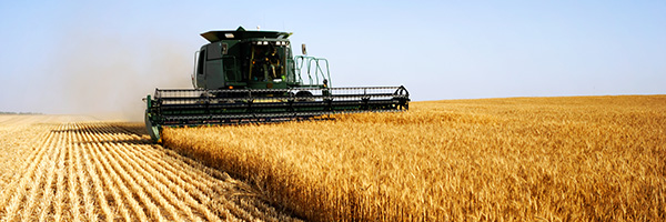 Combine harvester in wheat field